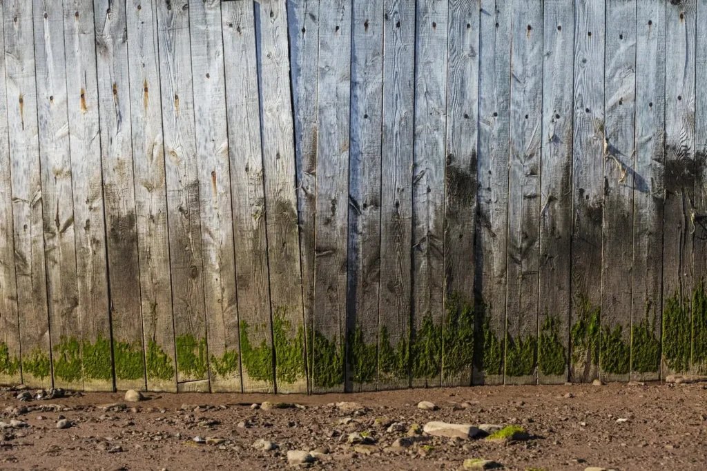 How to Clean Green off a Fence - old stained plank of woods wall