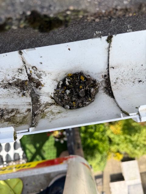 gutter cleaning case study - before/after