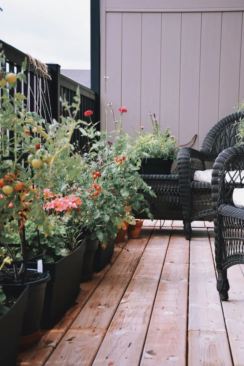 soft wash patio cleaning