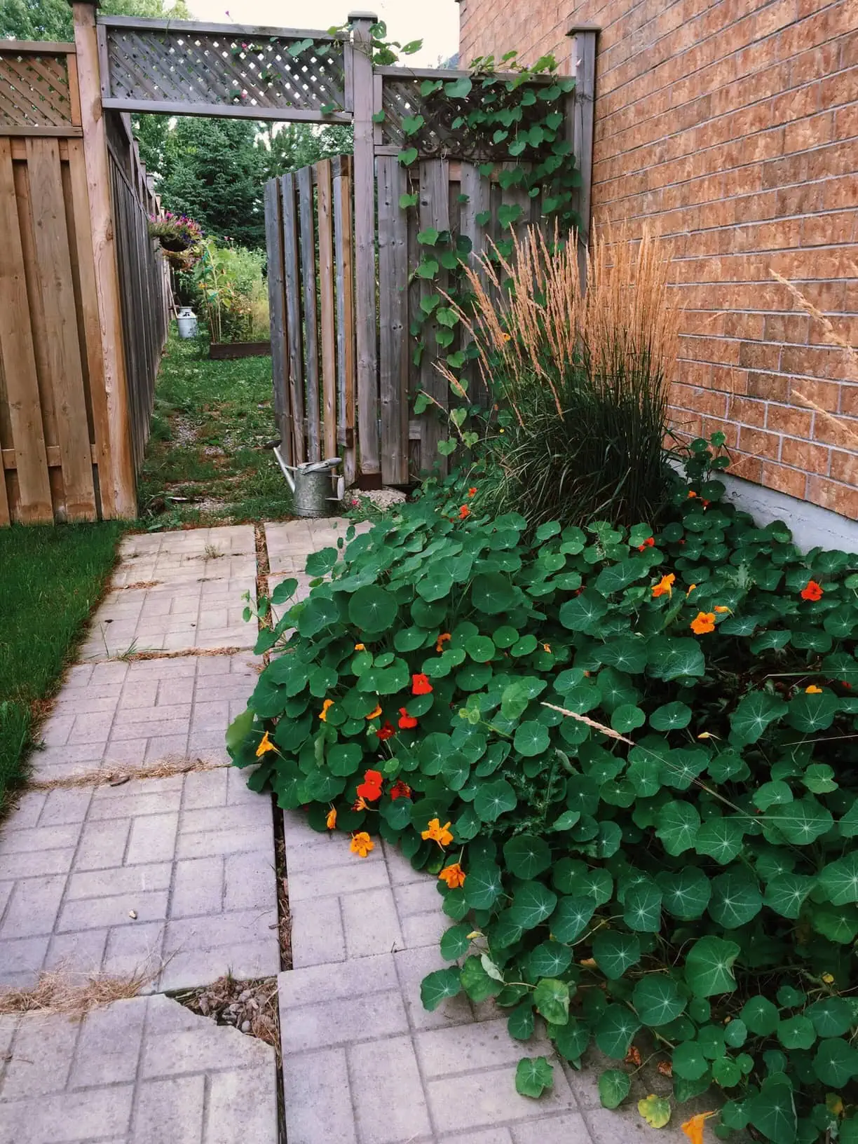 soft wash patio cleaning